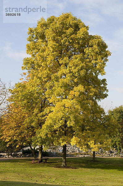 Schuppenrinden-Hickorynuss (Carya ovata)