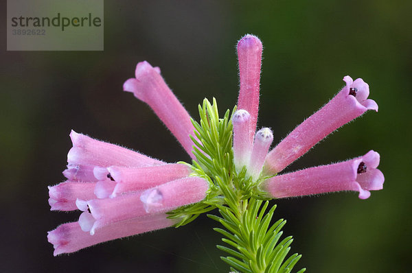 Heidekrautgewächs (Erica) mit Blüten