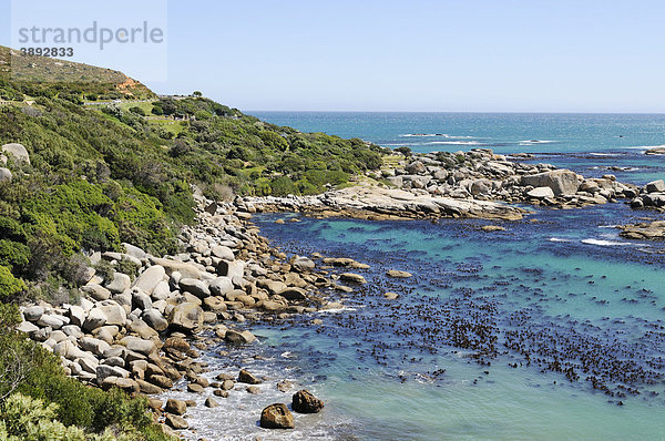 Küste zwischen Llandudno und Camps Bay  Kapstadt  Westkap  Südafrika  Afrika