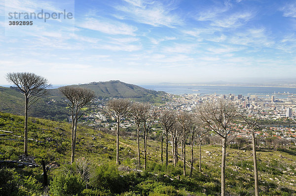 Blick von der Talstation der Tafelberg-Seilbahn auf Kapstadt  Westkap  Südafrika  Afrika