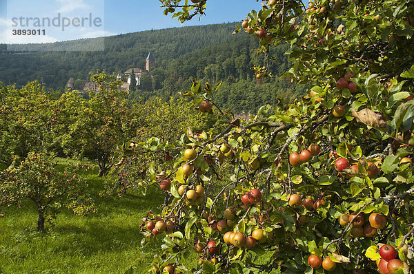 Apfelbäume  Burg Zwingenberg  Neckartal  Baden-Württemberg  Deutschland  Europa