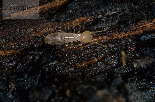 Termite (Reticulitermes lucifugus)  Arbeiter