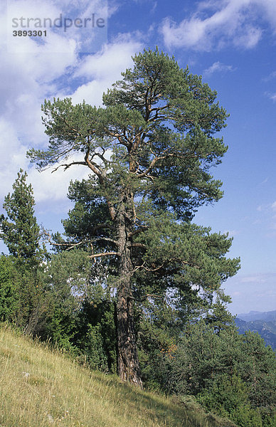 Pyrenäen-Kiefer (Pinus nigra salzmannii)  Spanien
