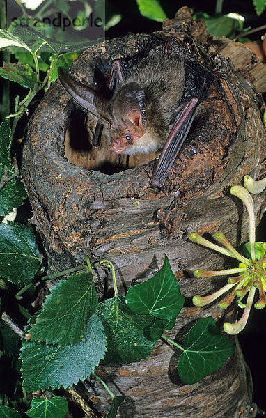 Braunes Langohr (Plecotus auritus) Alttier kriecht aus Höhle in Birke  England  Vereinigtes Königreich  Europa