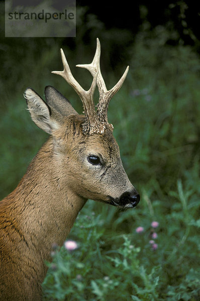 Europäisches Reh (Capreolus capreolus)  Porträt