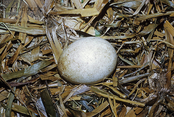 Steinadler (Aquila chrysaetos) Ei im Nest  Schottland  Vereinigtes Königreich  Europa