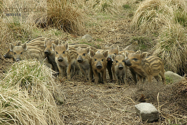 Wildschwein (Sus scrofa) Gruppe von jungen Ferkeln  Glenlivet  Moray  Schottland  Vereinigtes Königreich  Europa