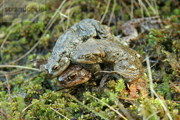 Erdkröte (Bufo bufo)  weibliches Alttier mit Männchen  Paarungs-Umklammerung  Cairngorms National Park  Highlands  Schottland  Vereinigtes Königreich  Europa