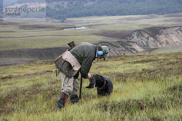 Moorhuhnjagd  Black Labrador Retriever apportiert ein erlegtes Moorschneehuhn (Lagopus lagopus scoticus)  Cairngorms National Park  Highlands  Schottland  Vereinigtes Königreich  Europa