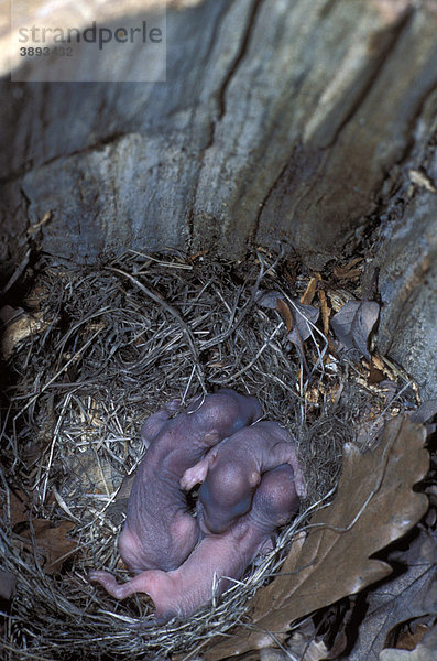 Grauhörnchen (Sciurus carolinensis) in kleinem Nest