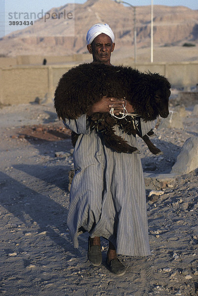Arabischer Mann geht zum Markt um ein Schaf zu verkaufen  westliches Nilufer  Luxor  Ägypten  Afrika