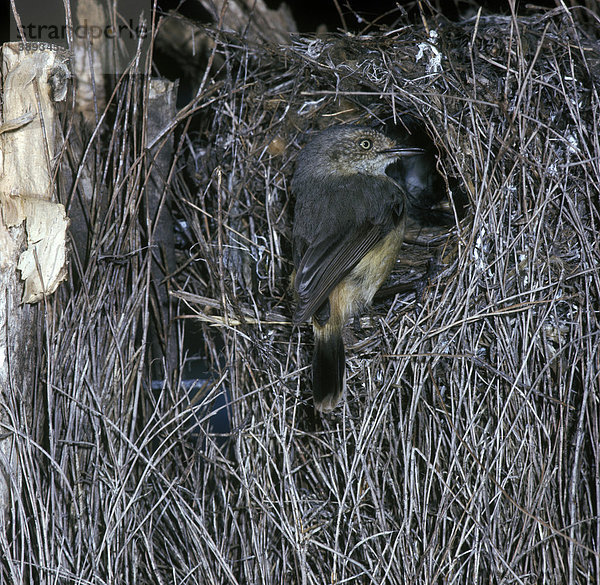 Goldhähnchen-Dornschnabel (Acanthiza reguloides)  sitz am Nesteingang mit Küken im Nest