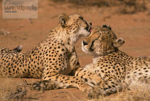 Gepard (Acinonys jubatus)  rastendes Paar  einer leckt den Kopf des anderen  Okonjima  Namibia  Afrika