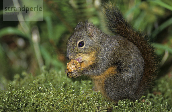 Douglas-Hörnchen (Tamiasciurus douglasii)  sitzt im Moos und frisst