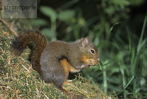 Douglas-Hörnchen (Tamiasciurus douglasii)  fressendes Alttier  Nordamerika