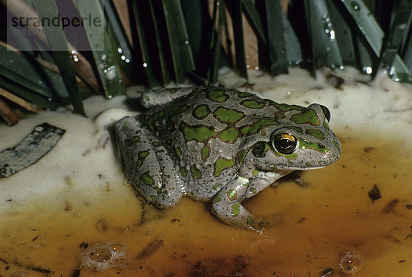Green and Golden Bellfrog Laubfrosch (Litoria cyclorhynchus) am Wasserrand