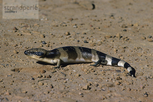 Westlicher Blauzungenskink (Tiliqua occipitalis)  Alttier auf Sand  Australien