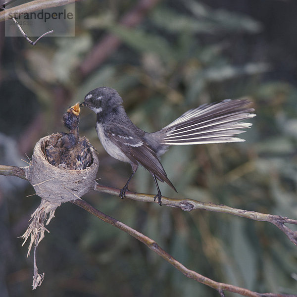 Graufächerschwanz (Rhipidura fuliginosa) am Nest bei Fütterung der Jungvögel  Australien