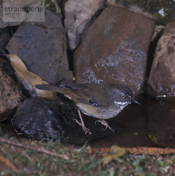 Buff-breasted Wren (Sericornis frontalis)  Weibchen trinkt am Teich