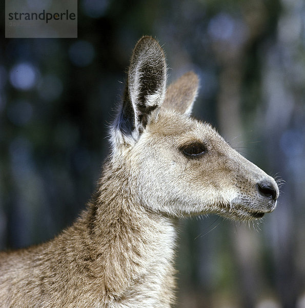 Östliches Graues Riesenkänguru (Macropus giganteus)  Porträt