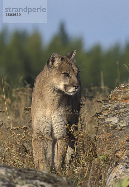 Puma (Felis concolor)  in Gefangenschaft