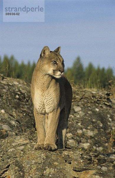 Puma (Felis concolor) Alttier steht auf Fels  in Gefangenschaft