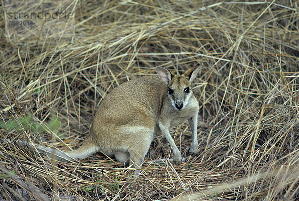 Flinkwallaby (Macropus agilis)  Australien