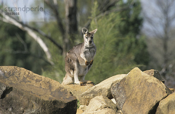 Bergkänguru oder Wallaroo (Macropus robustus) auf Felsen  in Gefangenschaft  Australien