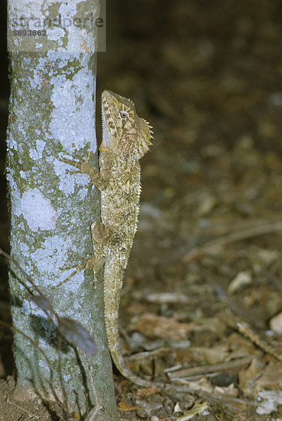 Rainforest Dragon Agame (Gonocephalus spinipes) Kletter auf einen Baum
