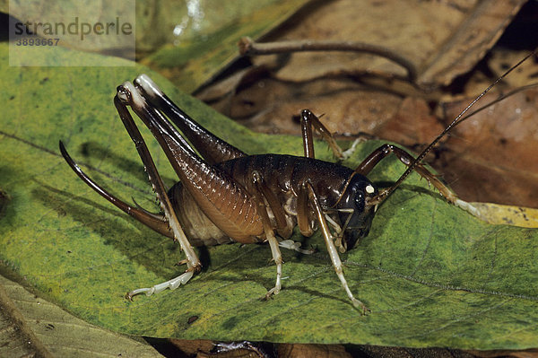 White kneed Cricket Laubheuschrecke (Tettigoniidae sp.) auf Blatt  Australien