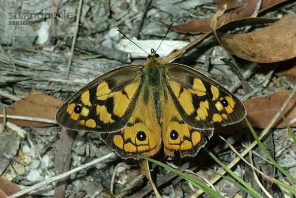 Spotted Brown Schmetterling (Heteronympha paradelpha)  Weibchen  Australien