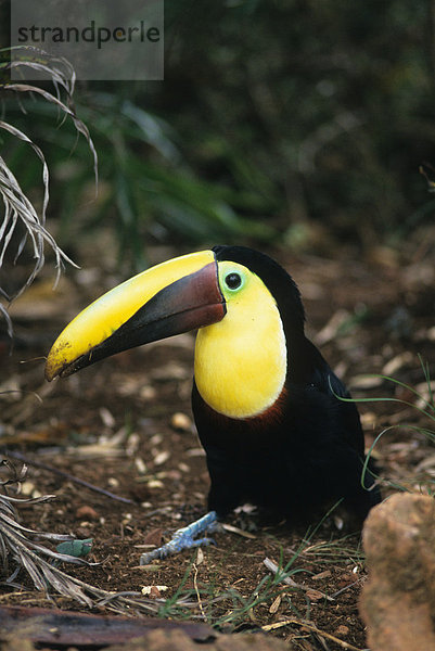 Swainson-Tukan oder Braunrückentukan (Ramphastos swainsonii) sitzt auf dem Boden  Costa Rica