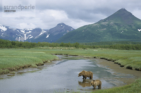 Nordamerikanischer Braunbär (Ursus arctos horribilis)  Alttier und Jungtier im Fluss  Hallo Bay  Katmai Outer Coast  Alaska  USA
