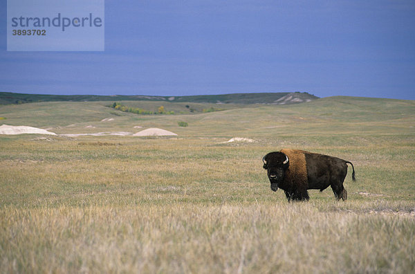 Amerikanischer Bison oder Büffel (Bison bison)  stehend  Badlands National Park  South Dakota  USA