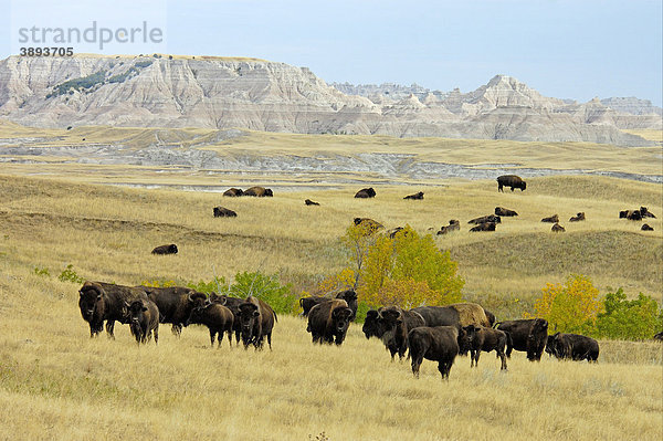 Amerikanischer Bison oder Büffel (Bison bison)  Herde in der Prärie  Sage Creek Wilderness  Badlands National Park  South Dakota  USA