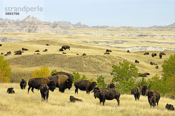 Amerikanischer Bison oder Büffel (Bison bison)  Herde in der Prärie  Sage Creek Wilderness  Badlands National Park  South Dakota  USA