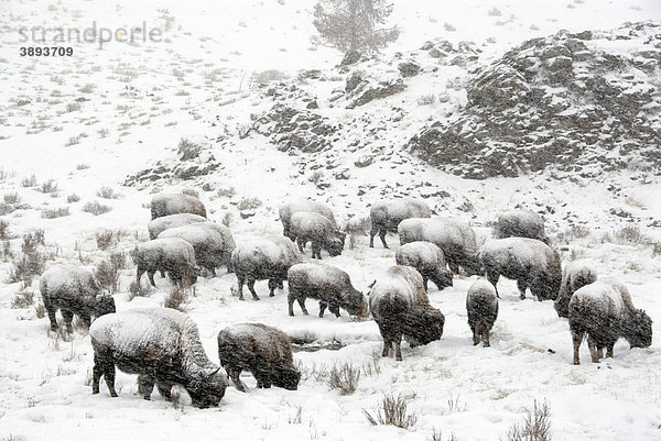 Amerikanischer Bison oder Büffel (Bison bison)  Herde in Schneesturm  Yellowstone National Park  Wyoming  USA