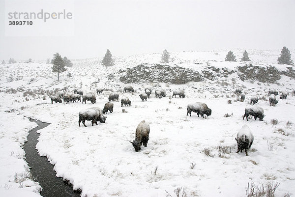 Amerikanischer Bison oder Büffel (Bison bison)  Herde in Schneesturm  Yellowstone National Park  Wyoming  USA