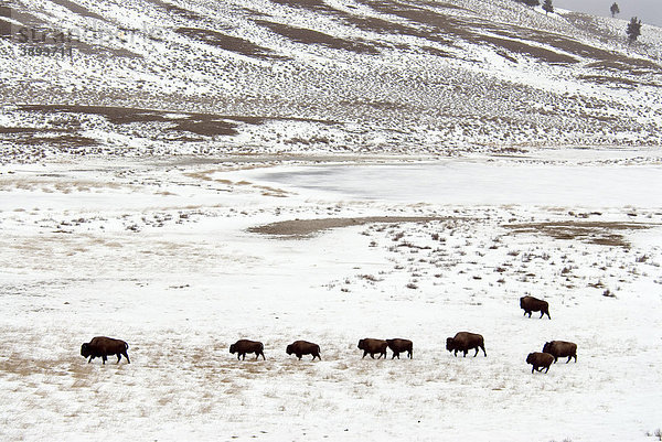 Amerikanischer Bison oder Büffel (Bison bison)  Herde in Schneelandschaft  Yellowstone National Park  Wyoming  USA
