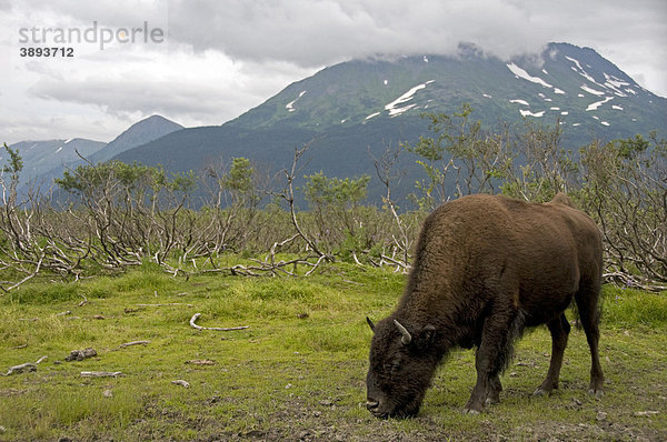 Waldbison (Bison bison athabascae)  grasendes weibliches Alttier  Alaska Wildlife Conservation Center  Alaska  USA