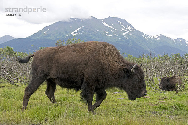 Waldbison (Bison bison athabascae)  weibliches Alttier mit ruhendem Kalb  Alaska Wildlife Conservation Center  Alaska  USA