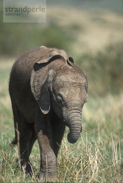 Afrikanischer Elefant (Loxodonta africana)  gehendes Kalb  Aberdare National Park  Kenia  Afrika