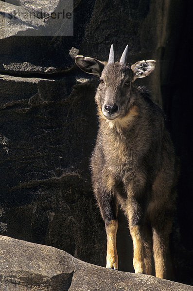 Graue Goral (Naemorhedus goral) Alttier steht auf einem Felsen