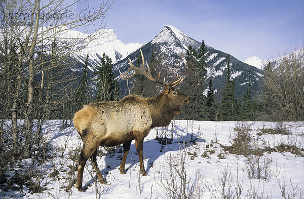 Wapiti (Cervus canadensis)  Bulle steht im Schnee  Rocky Mountains  Alberta  Kanada