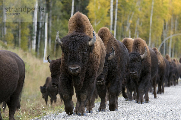 Waldbison (Bison bison athabascae)  Herde auf Highway  Muskwa Mountains Berge  Muskwa Kechika  Northern Rockies Bezirk  British Columbia  Canada