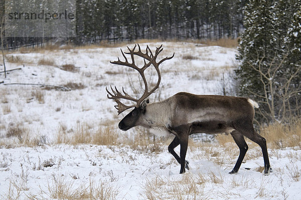 Kanadisches Waldkaribu (Rangifer tarandus Karibus)  männliches Alttier geht im Schnee  Yukon  Kanada