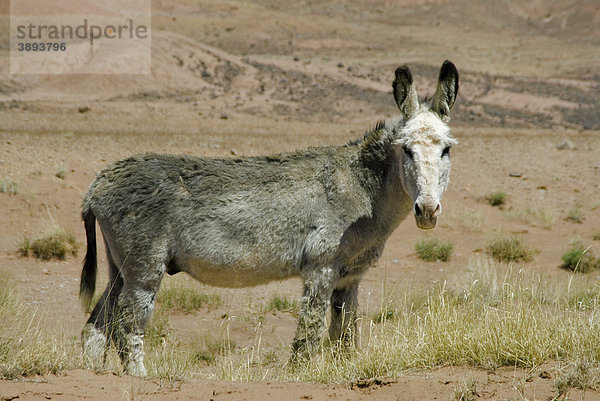 Esel (Equus asinus asinus)  wilder Esel in der Wüste  Round Rock  Arizona  USA