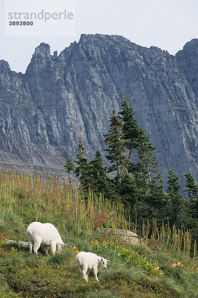 Bergziege oder Schneeziege (Oreamnos americanus)  grasendes Alttier und Jungtier  Glacier National Park  Montana  USA