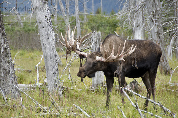Ostkanadischer Elch (Alces alces americanus)  männliches Alttier  wirft Bast ab  zwischen toten Bäumen  Alaska  USA