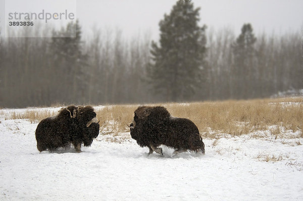 Moschusochsen (Ovibos moschatus)  zwei Bullen kämpfen im Schnee  Yukon  Kanada